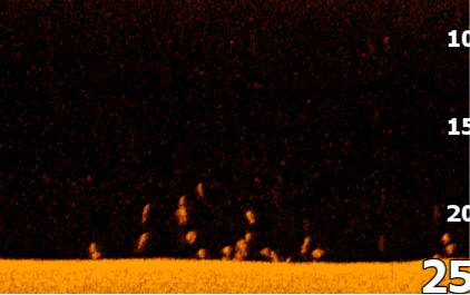 Underwater sonar image showing fish cluster near the seabed at different depth markers.