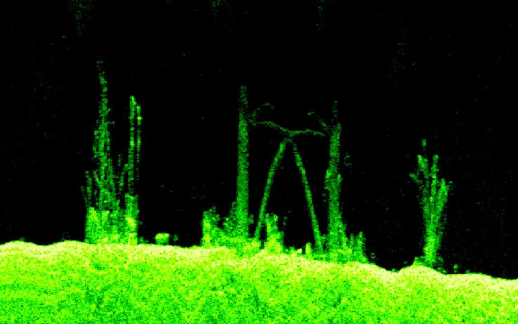 Scanned image of grass and plants with a black background