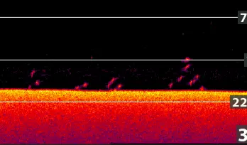 Sonar or echosounder display with depth measurement and fish detection.