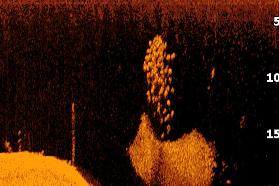 Down imaging screenshot of baitfish and white bass school on an orange color palette. 