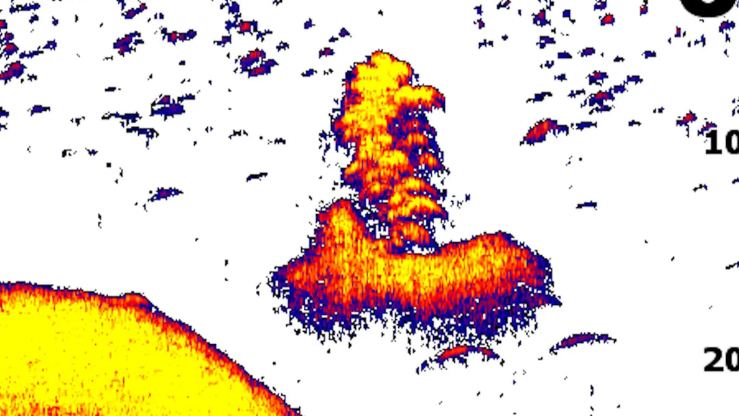 2d sonar image of baitfish and white bass.